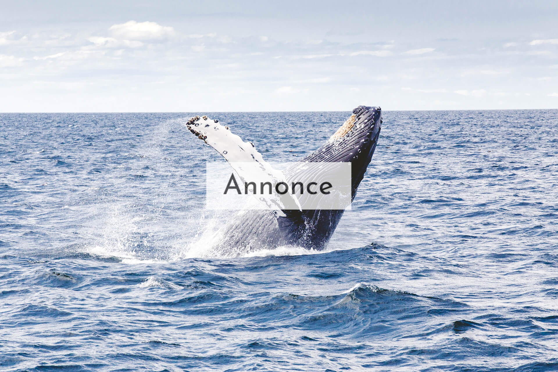 Swimming with Humpback Whale
