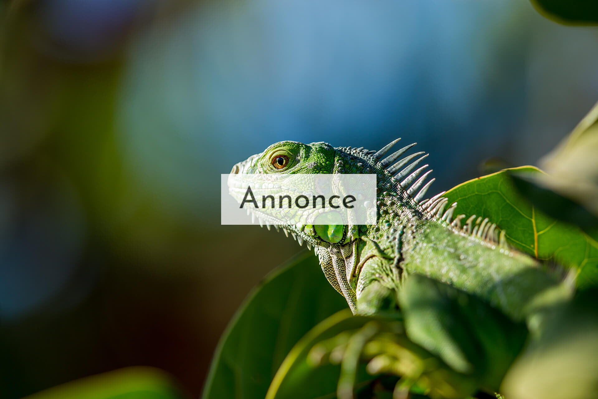 Things to Consider Before You Buy a Pet Lizards